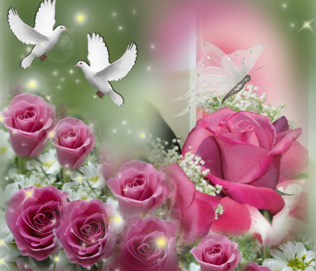 palomas-blancas-entre-las-rosas-
